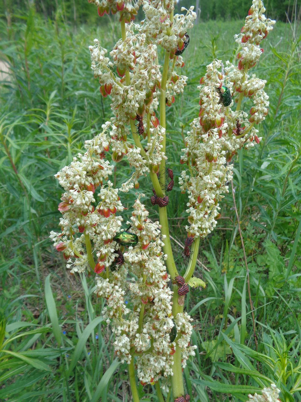 Image of Rheum rhabarbarum specimen.