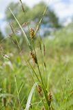 Carex hirta