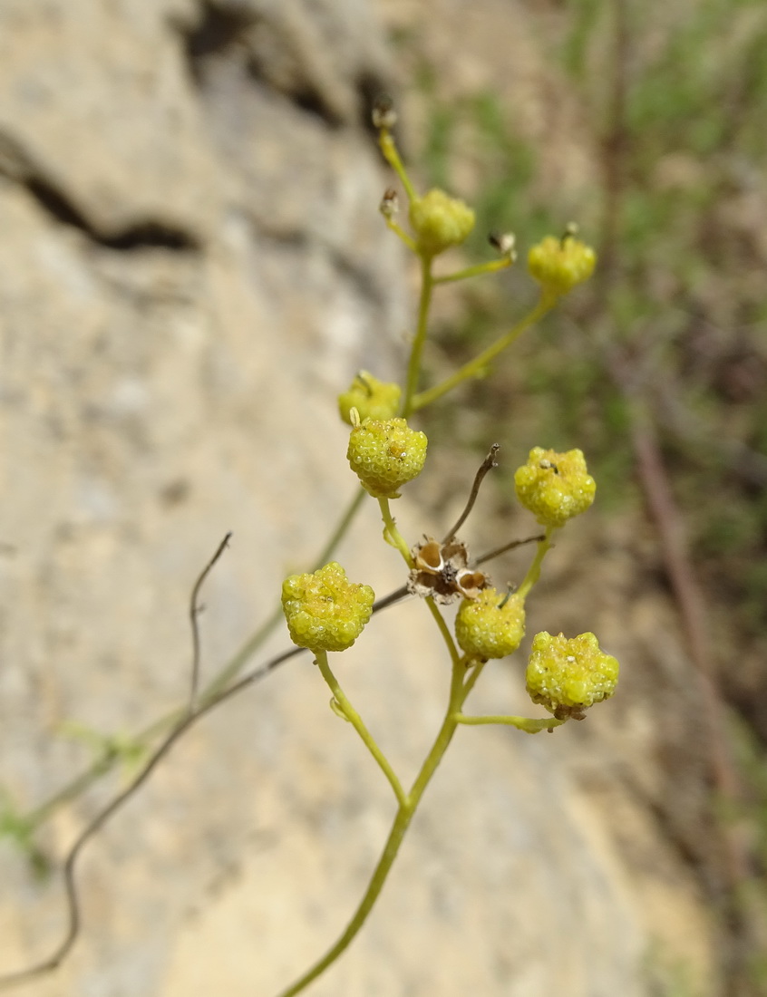 Image of Haplophyllum obtusifolium specimen.