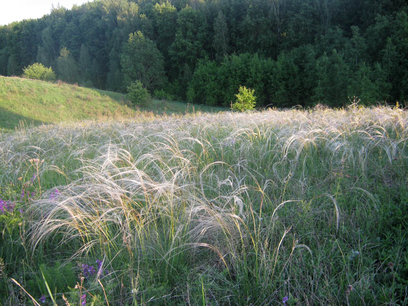 Image of Stipa pennata specimen.