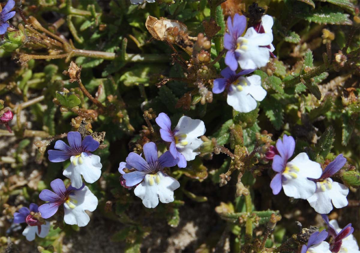 Image of Nemesia affinis specimen.