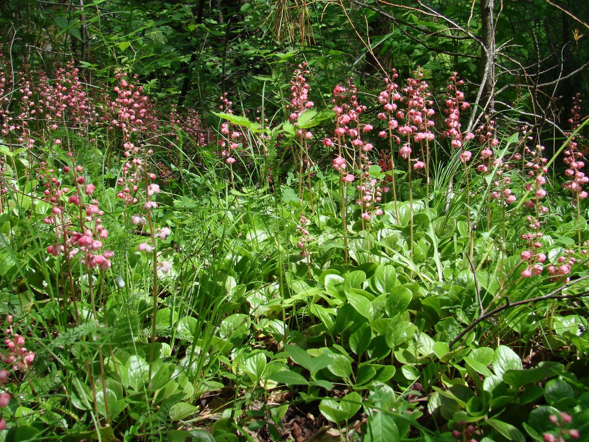 Изображение особи Pyrola incarnata.