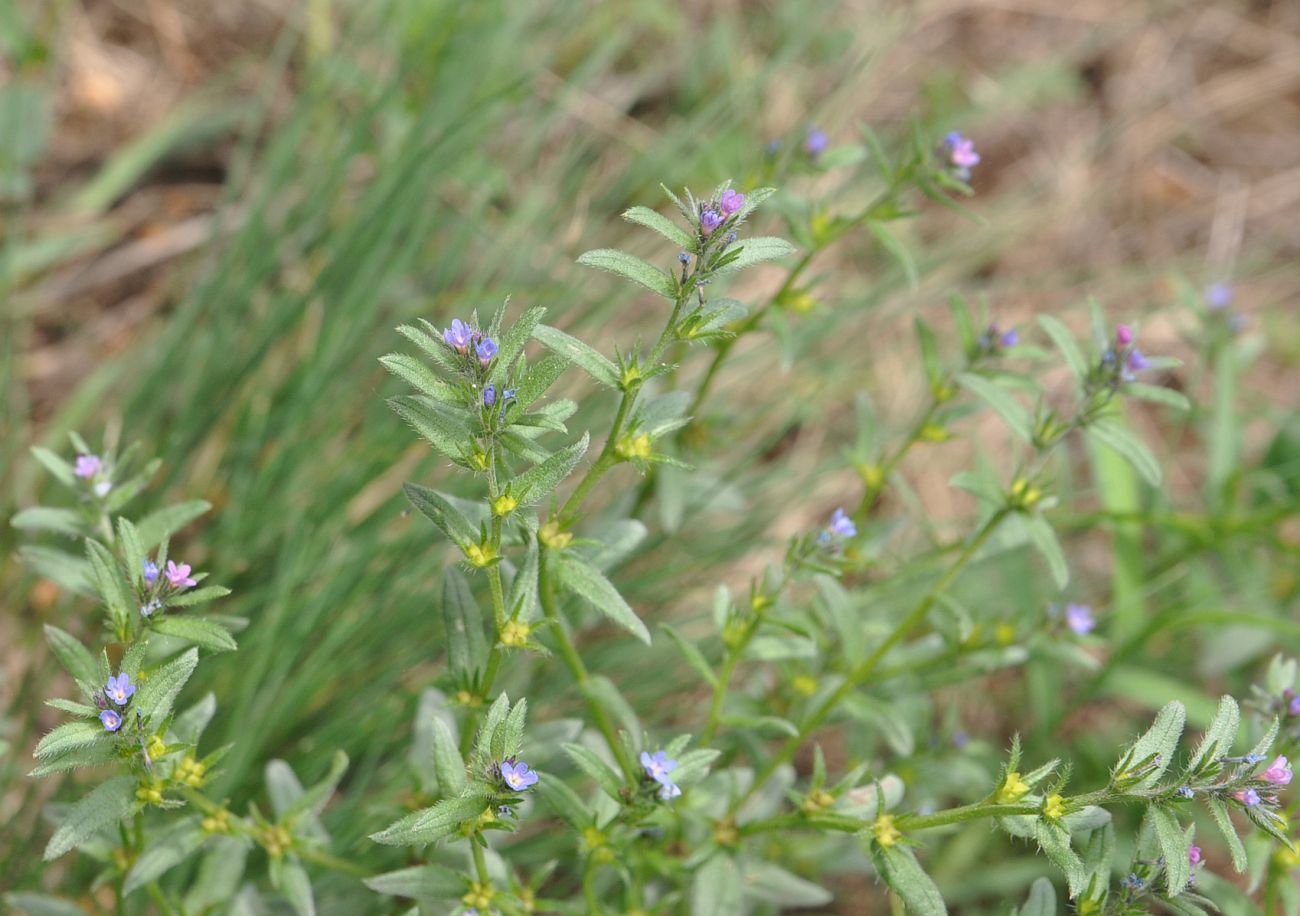 Image of Buglossoides arvensis specimen.