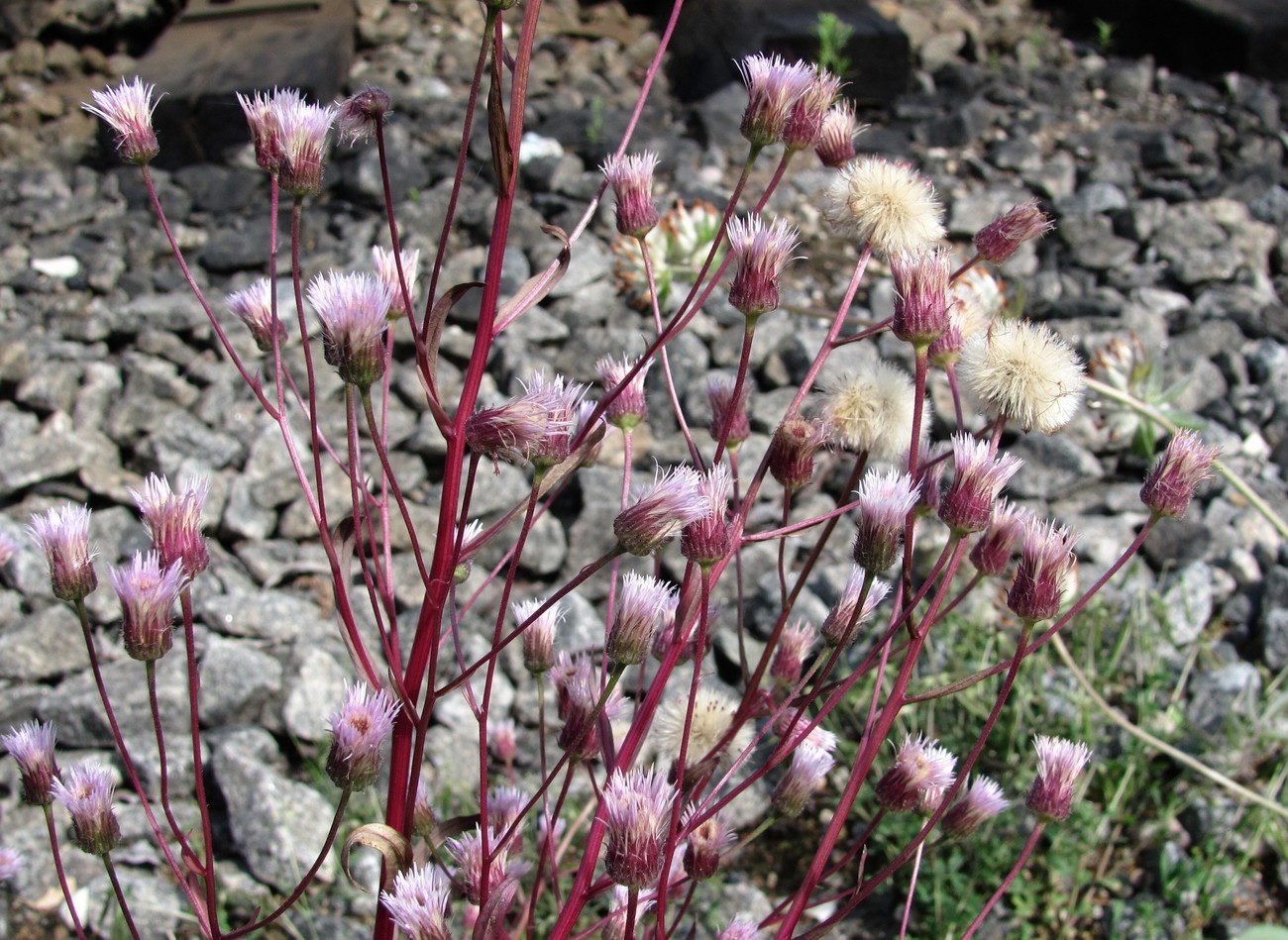 Изображение особи Erigeron uralensis.