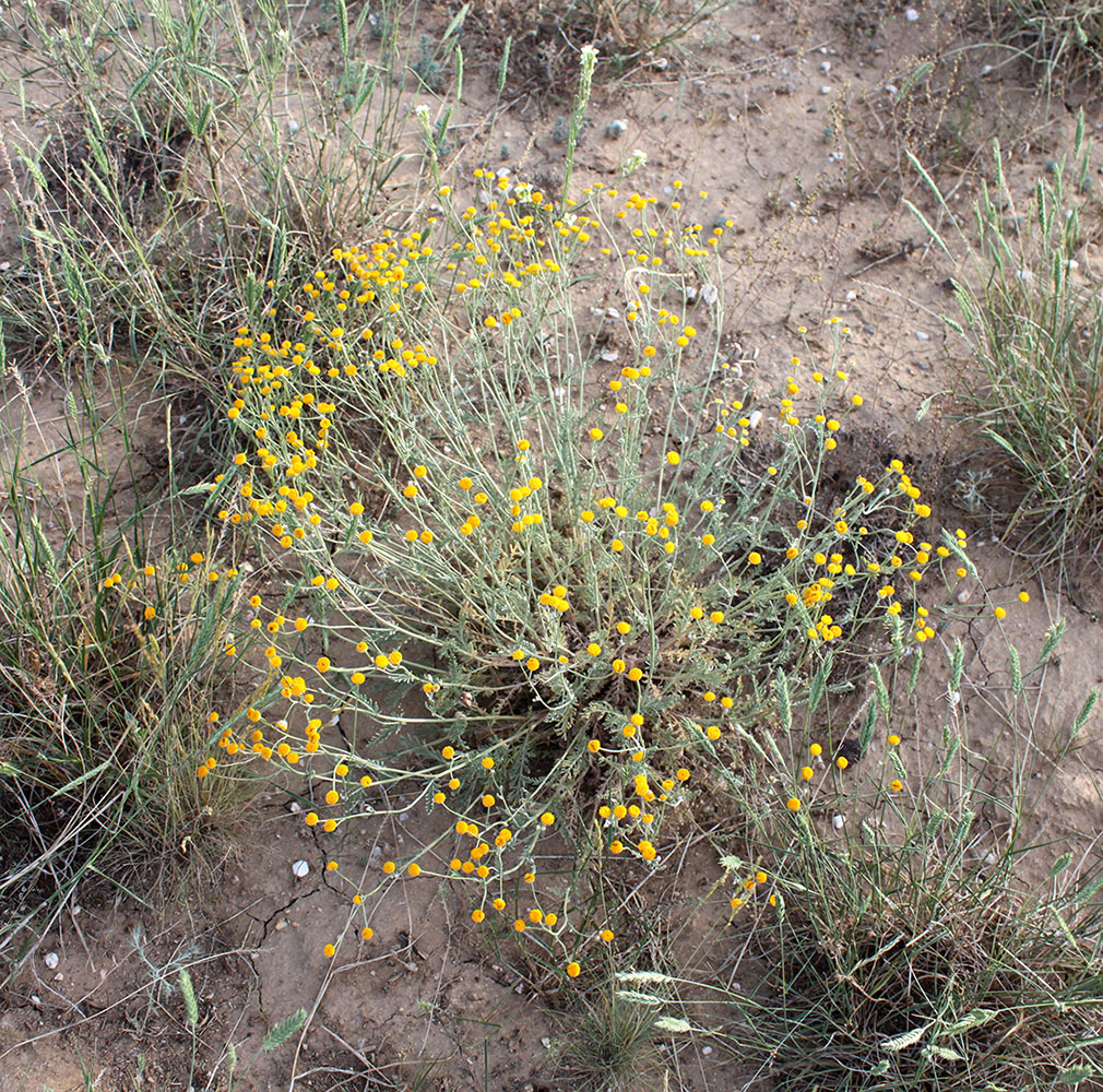 Изображение особи Tanacetum santolina.