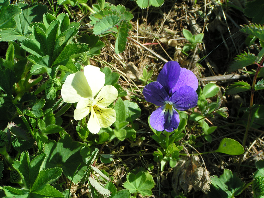 Image of Viola altaica specimen.