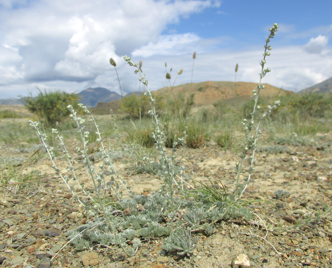 Image of Artemisia frigida specimen.