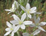 Ornithogalum ponticum. Часть соцветия. Дагестан, г/о Махачкала, гора Тарки-Тау, опушка леса. 08.06.2019.