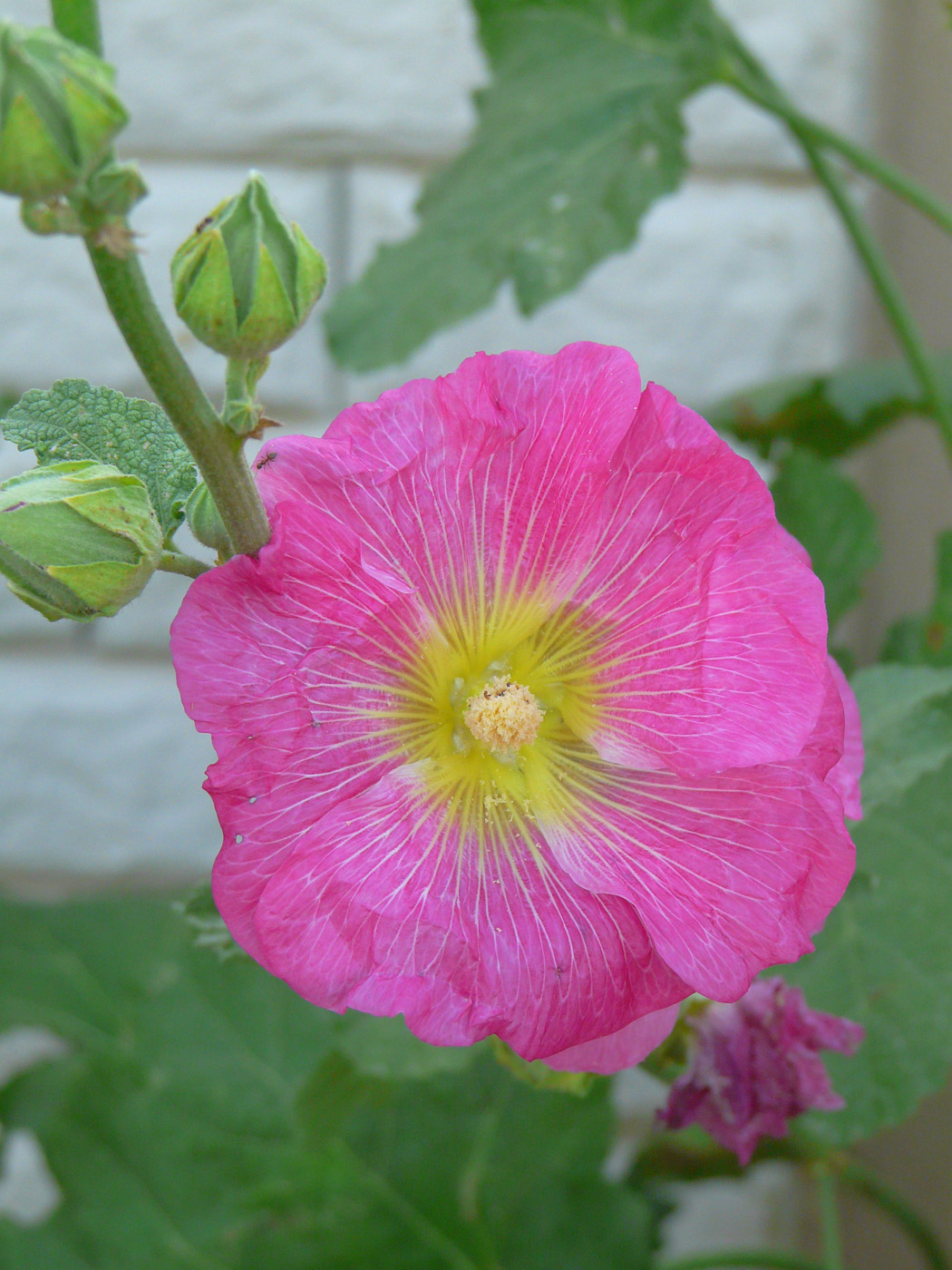 Изображение особи Alcea rosea.