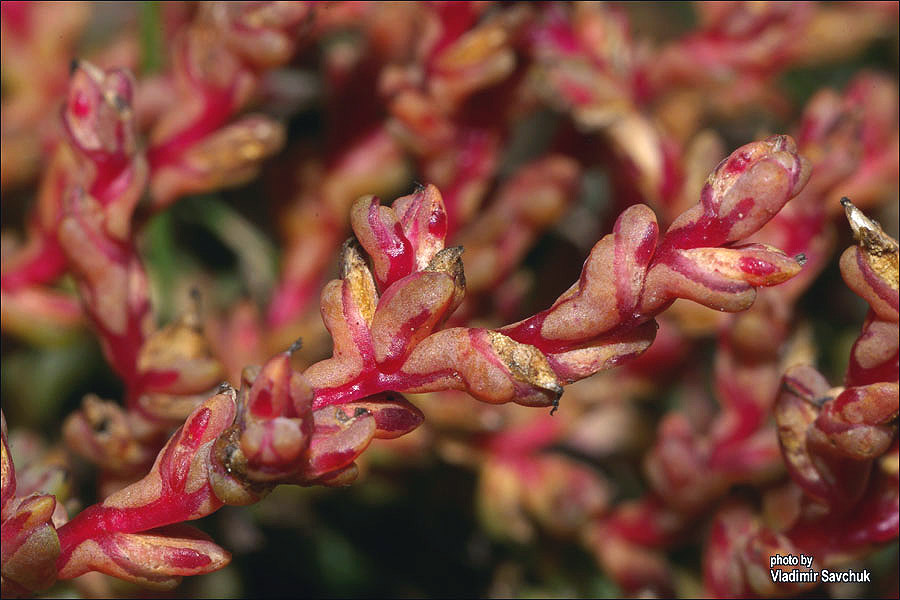 Image of Petrosimonia oppositifolia specimen.