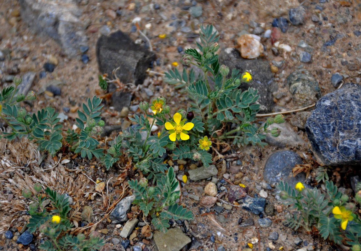 Image of Potentilla bifurca specimen.