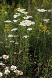 Achillea millefolium