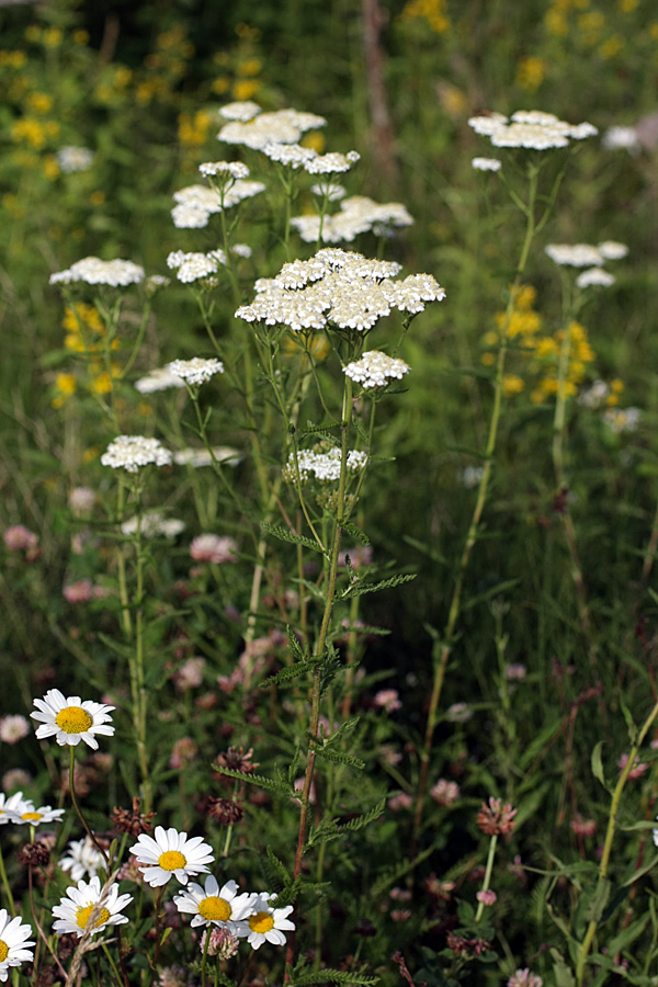 Image of Achillea millefolium specimen.