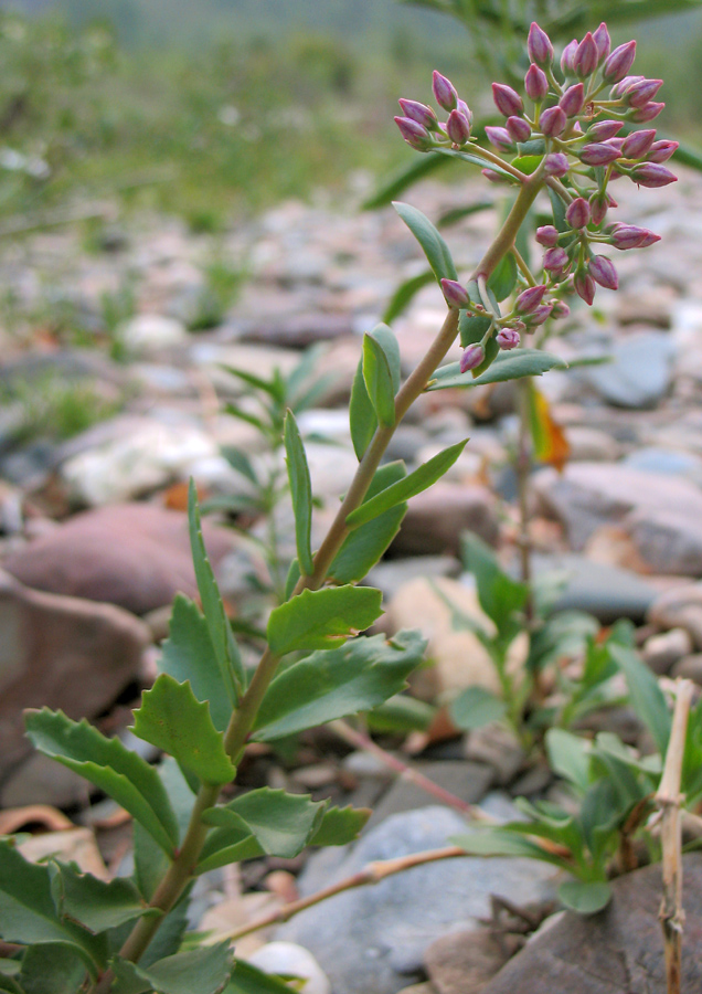 Image of Hylotelephium triphyllum specimen.