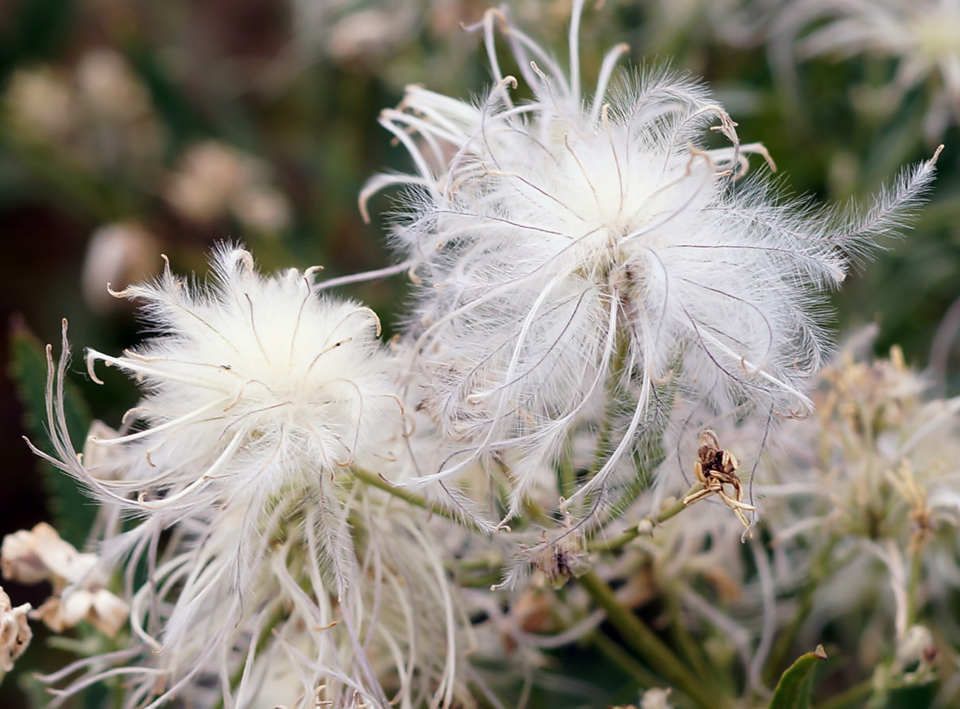 Image of Clematis songorica specimen.