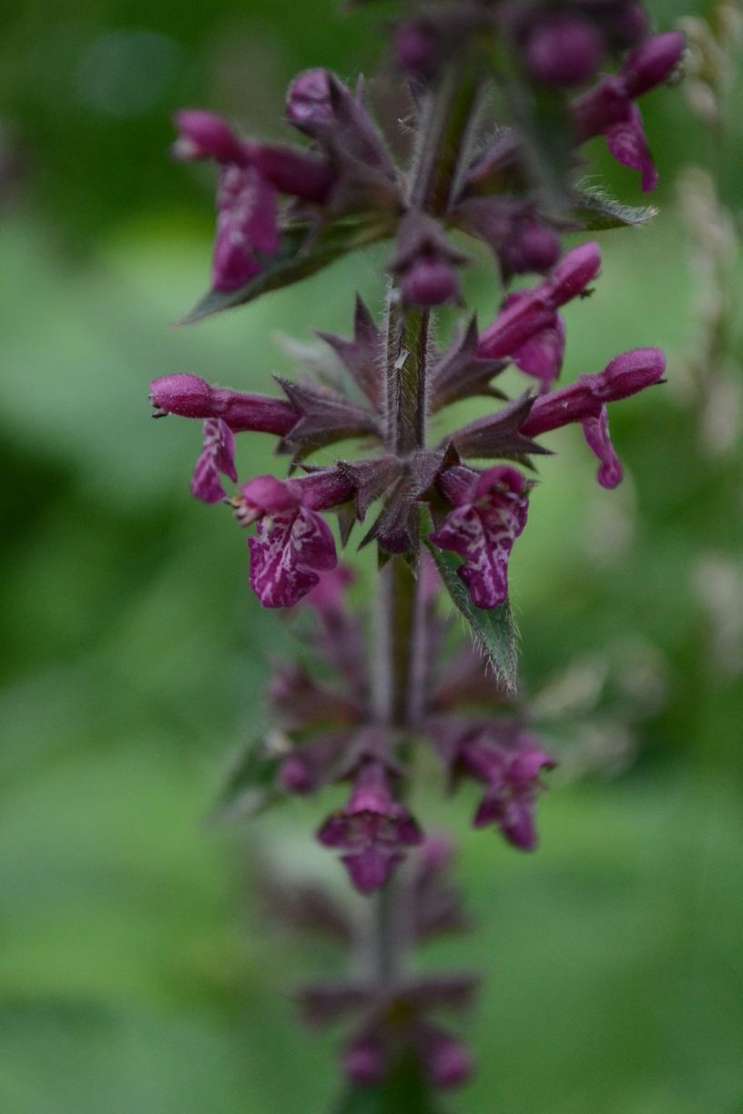 Image of Stachys sylvatica specimen.