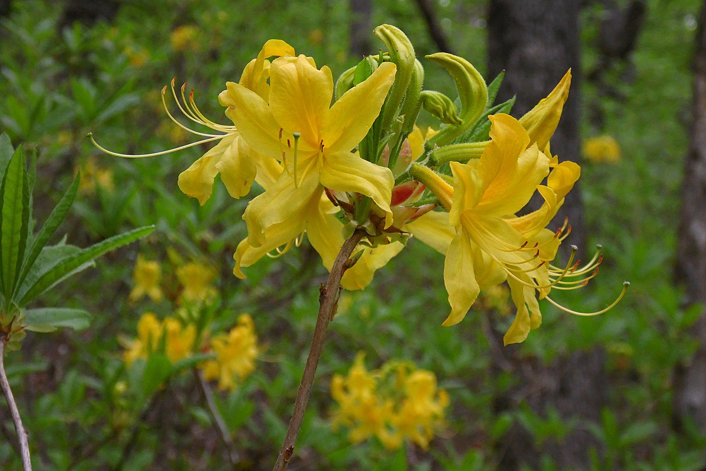 Image of Rhododendron luteum specimen.