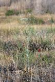 Oedibasis apiculata. Цветущее растение. Южный Казахстан, Восточный Кызылкум. 02.05.2010.
