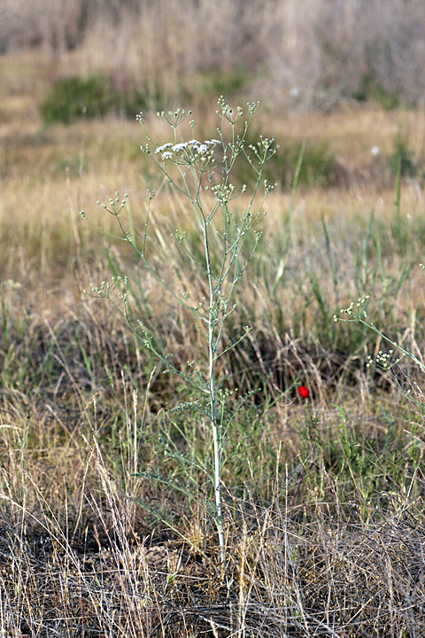 Image of Oedibasis apiculata specimen.