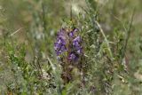 Orobanche amoena