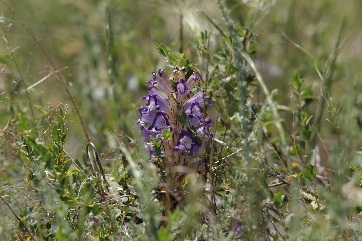 Image of Orobanche amoena specimen.