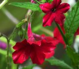 Nicotiana alata