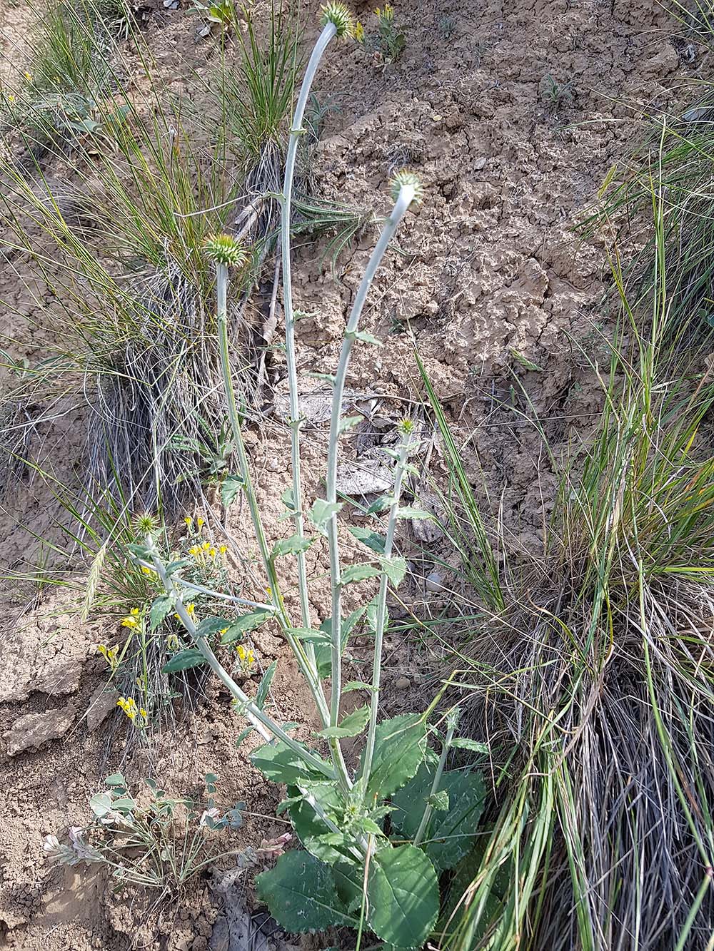 Изображение особи Lamyropappus schakaptaricus.