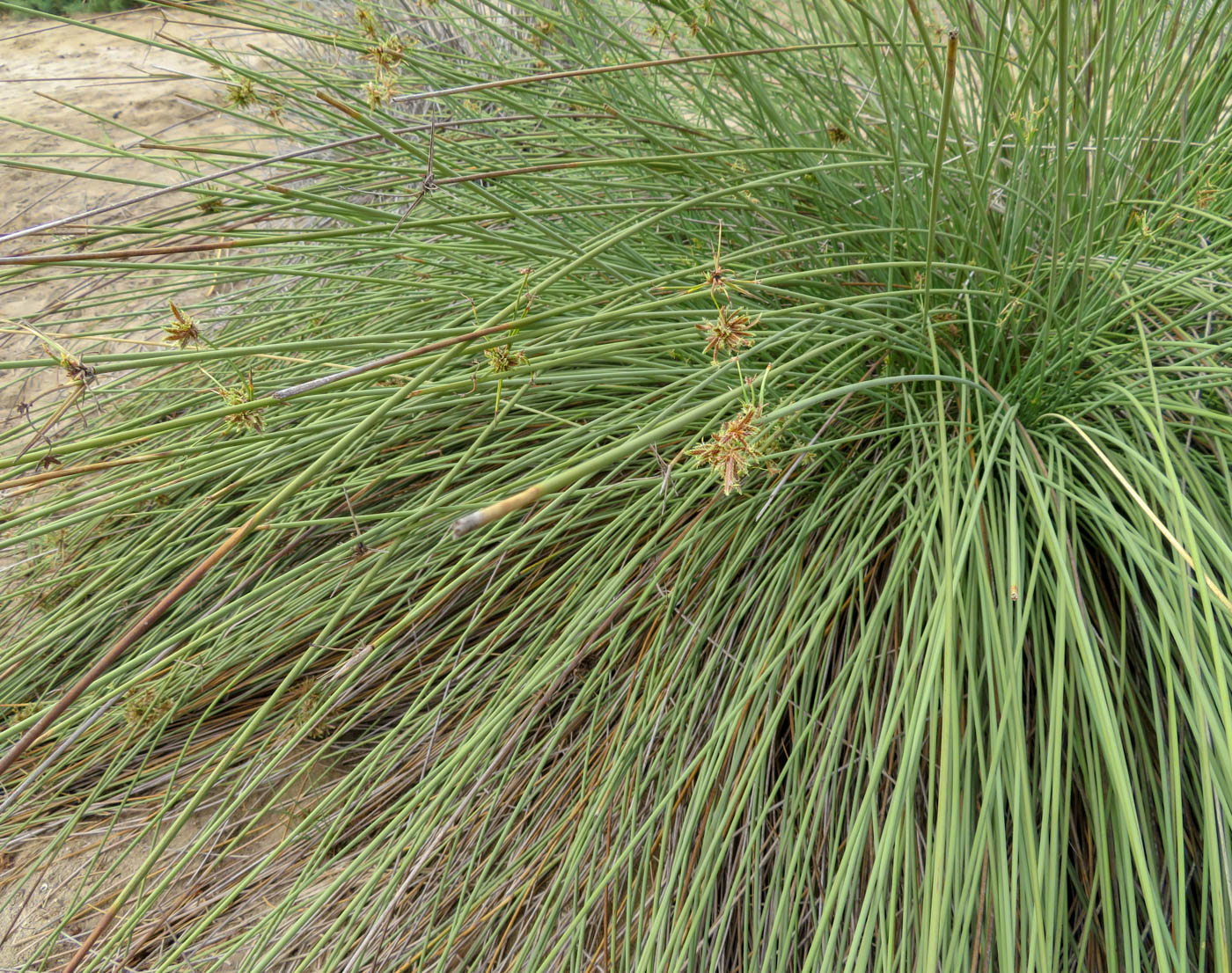 Image of Cyperus marginatus specimen.