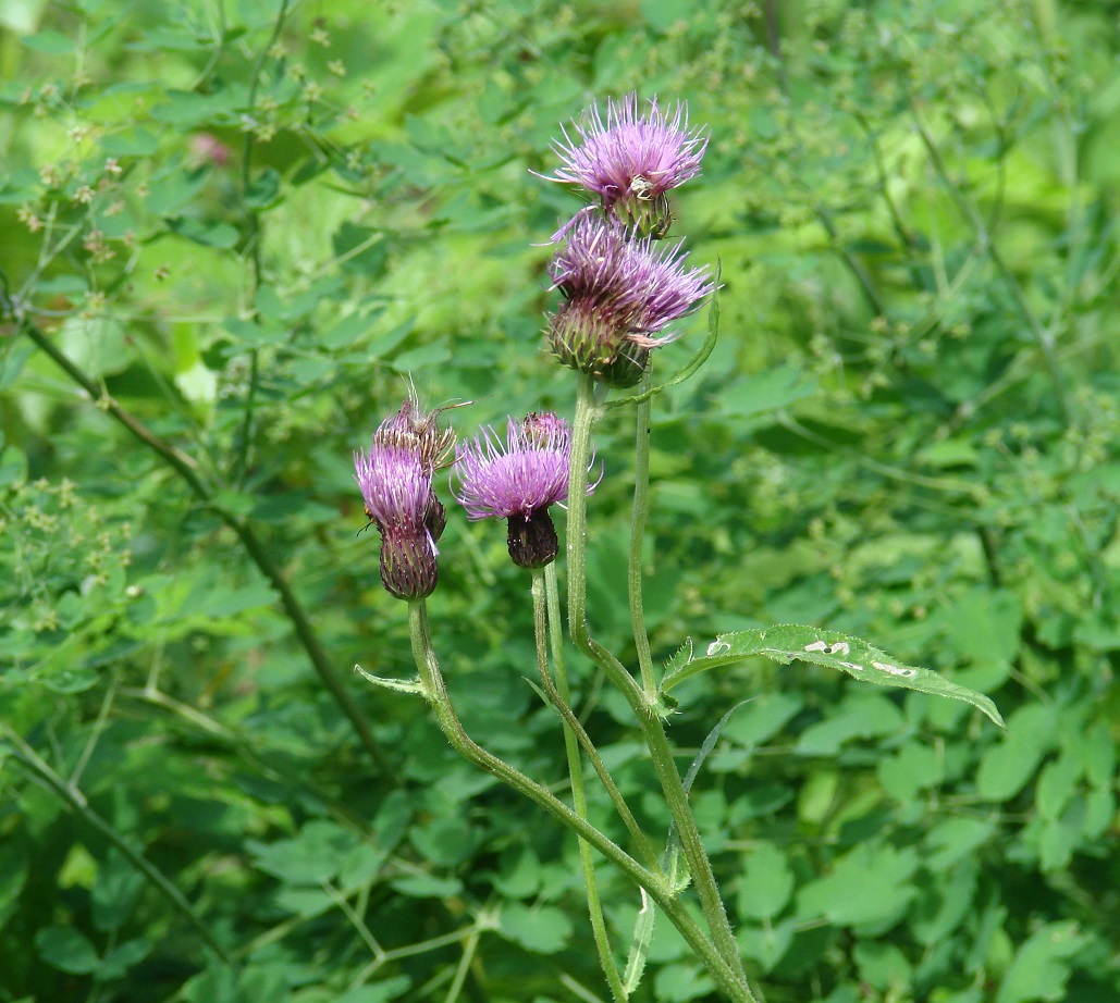 Image of Cirsium helenioides specimen.