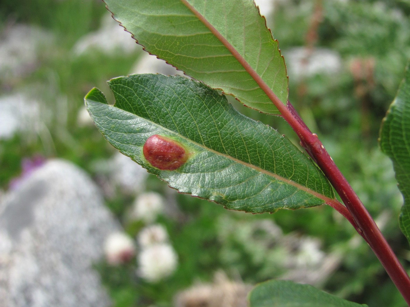 Изображение особи Salix kazbekensis.