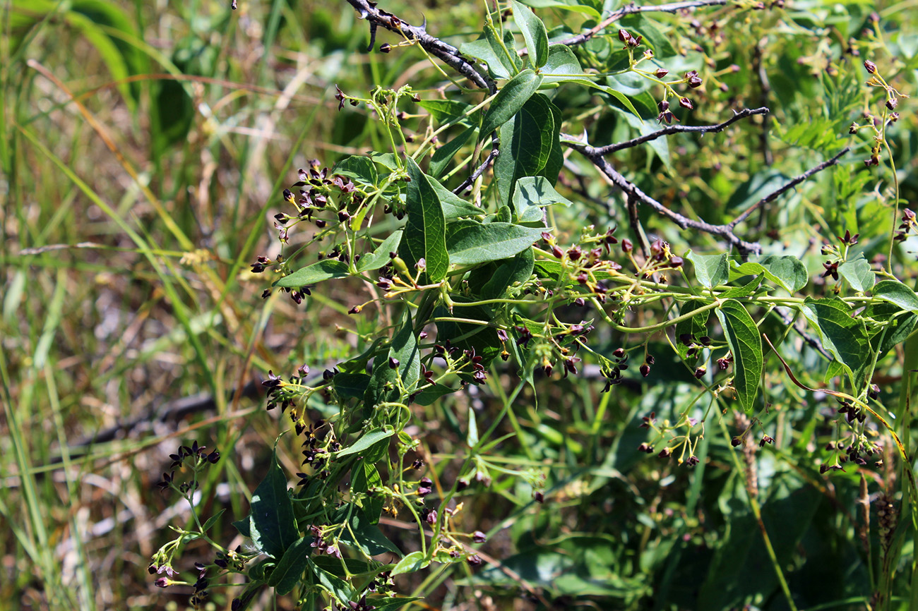 Image of Vincetoxicum scandens specimen.