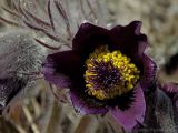 род Pulsatilla