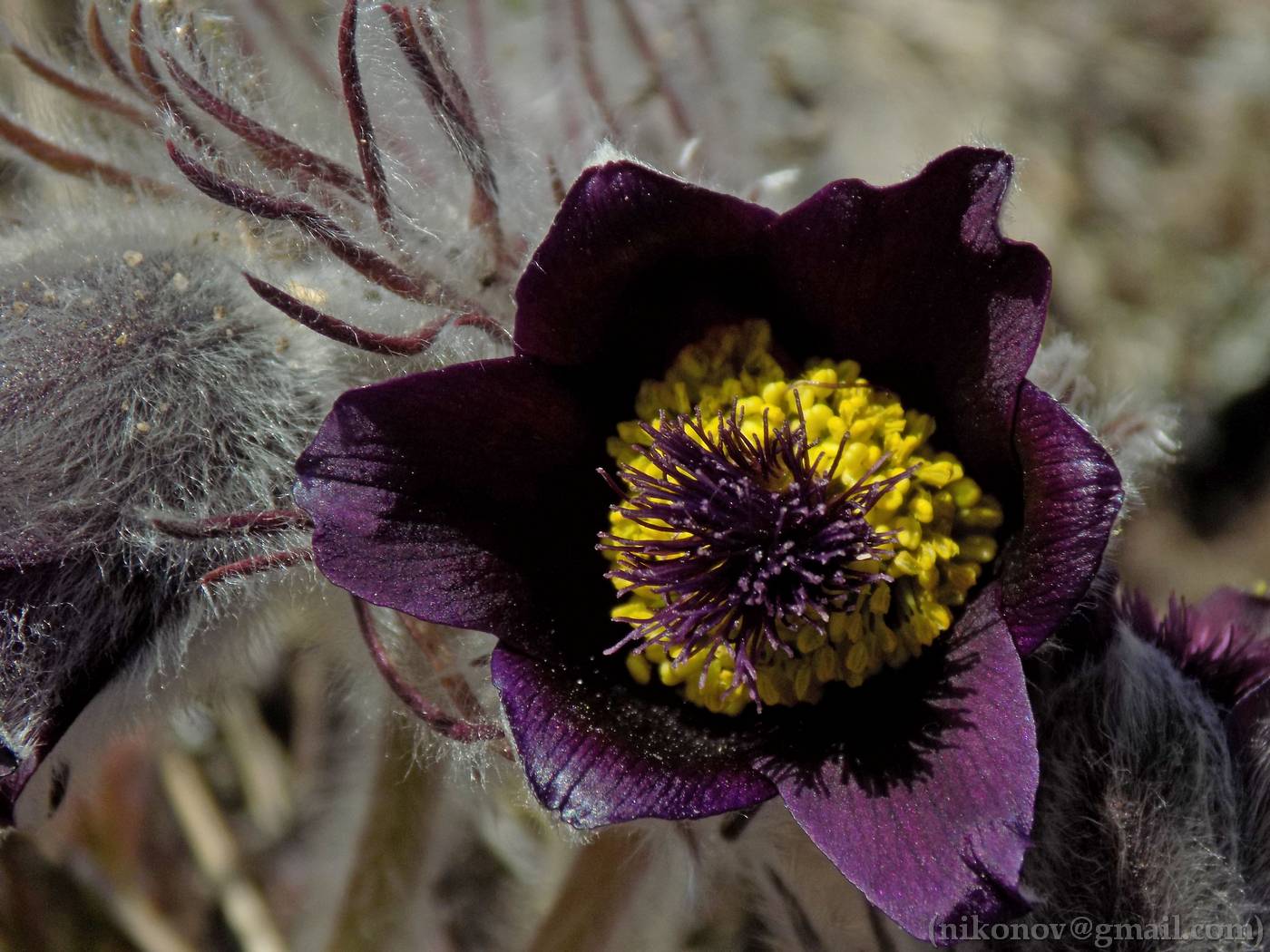 Изображение особи род Pulsatilla.