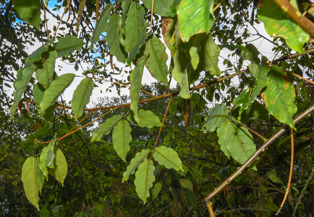 Image of Erythrina falcata specimen.