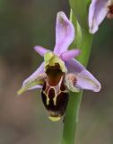 Ophrys oestrifera. Цветок. Краснодарский край, м/о город-курорт Анапа, окр. с. Большой Утриш, можжевеловый лес. 3 мая 2021 г.