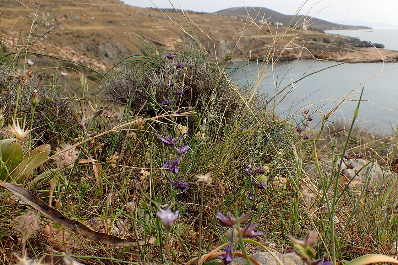 Image of Delphinium peregrinum specimen.