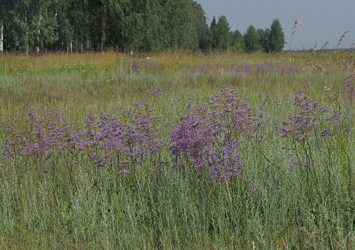 Image of Limonium gmelinii specimen.