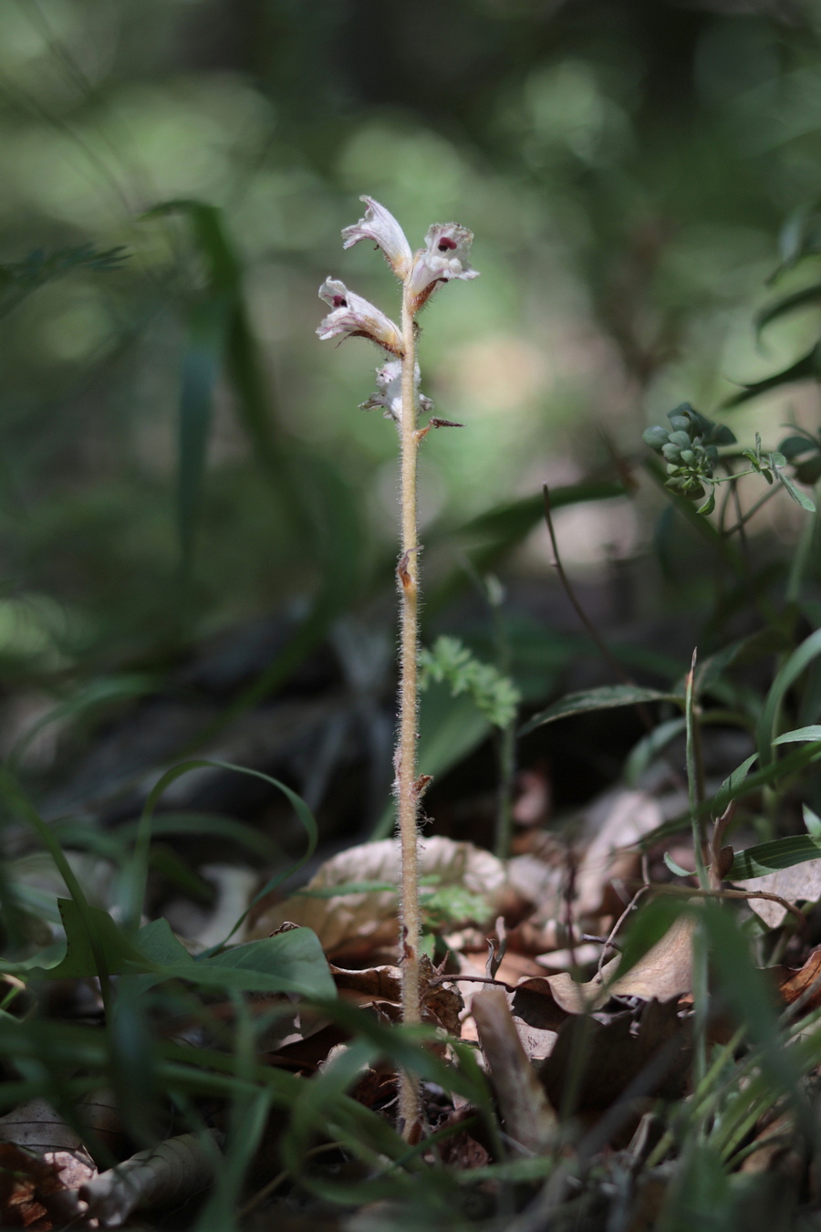 Image of Orobanche crenata specimen.