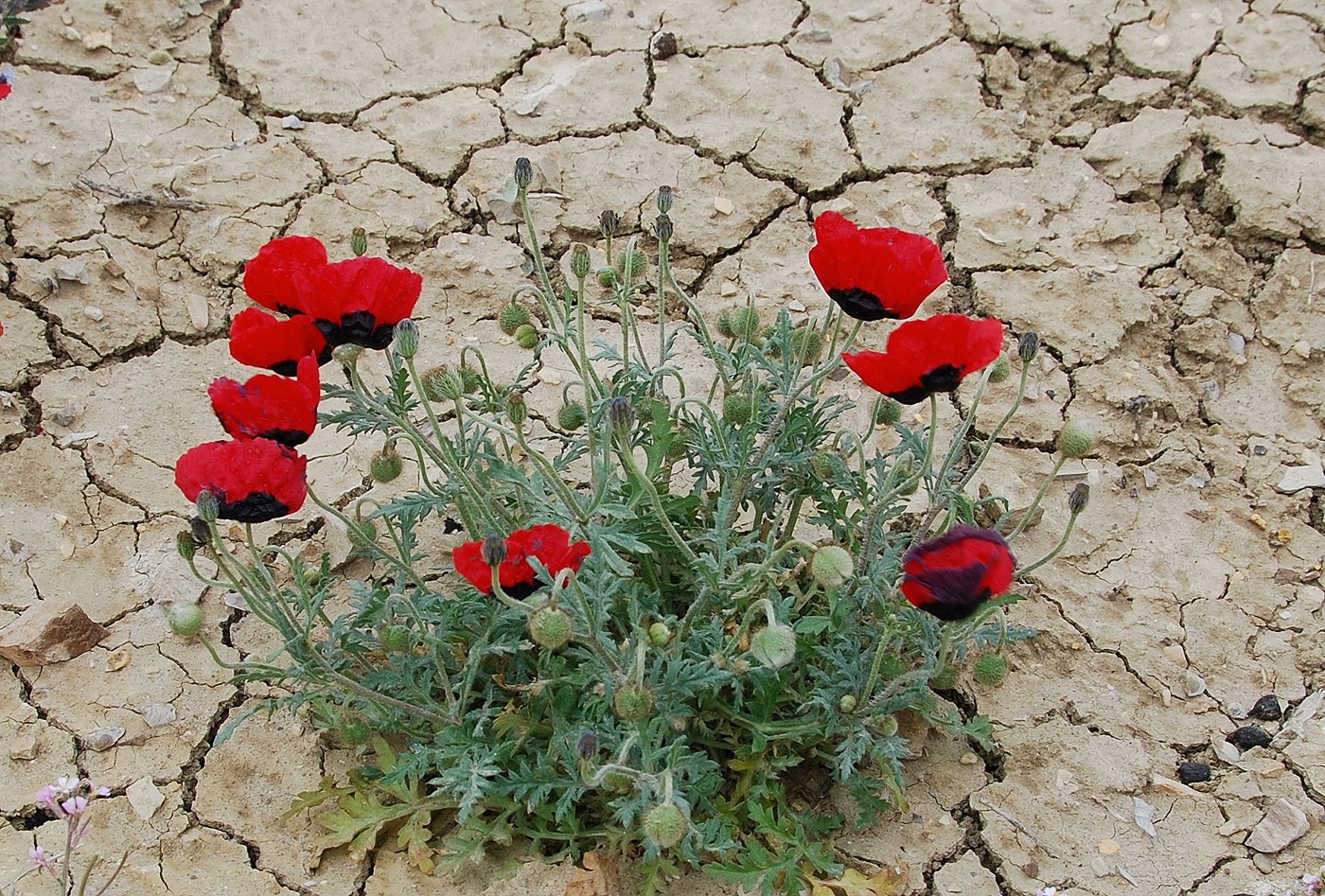 Image of Papaver ocellatum specimen.