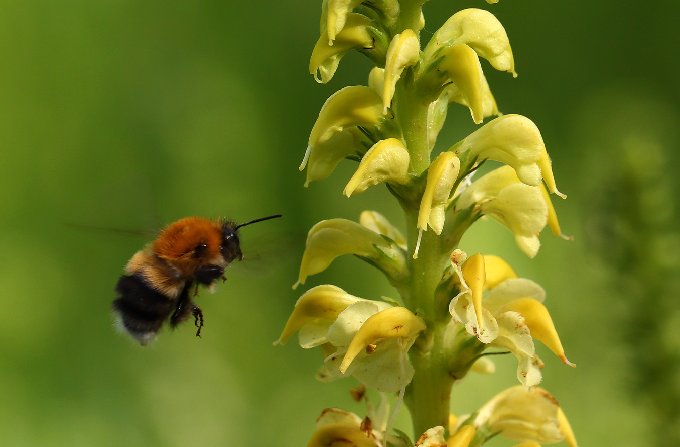 Изображение особи Pedicularis incarnata.