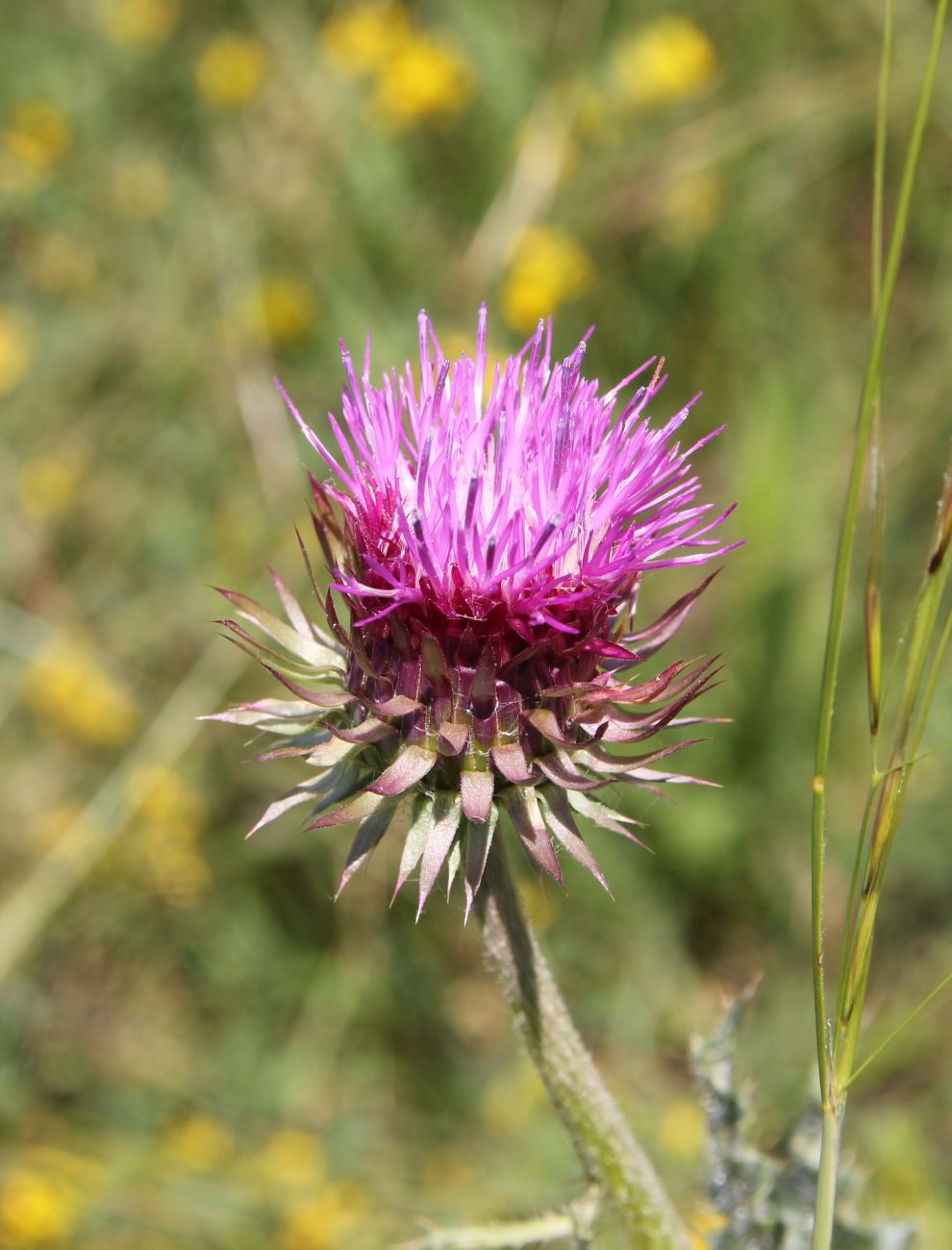 Image of Carduus thoermeri specimen.