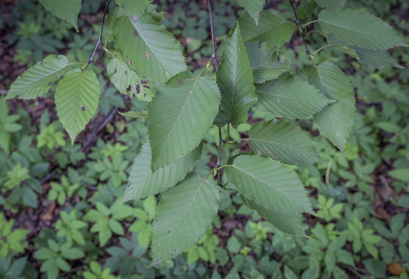 Изображение особи Betula grossa.