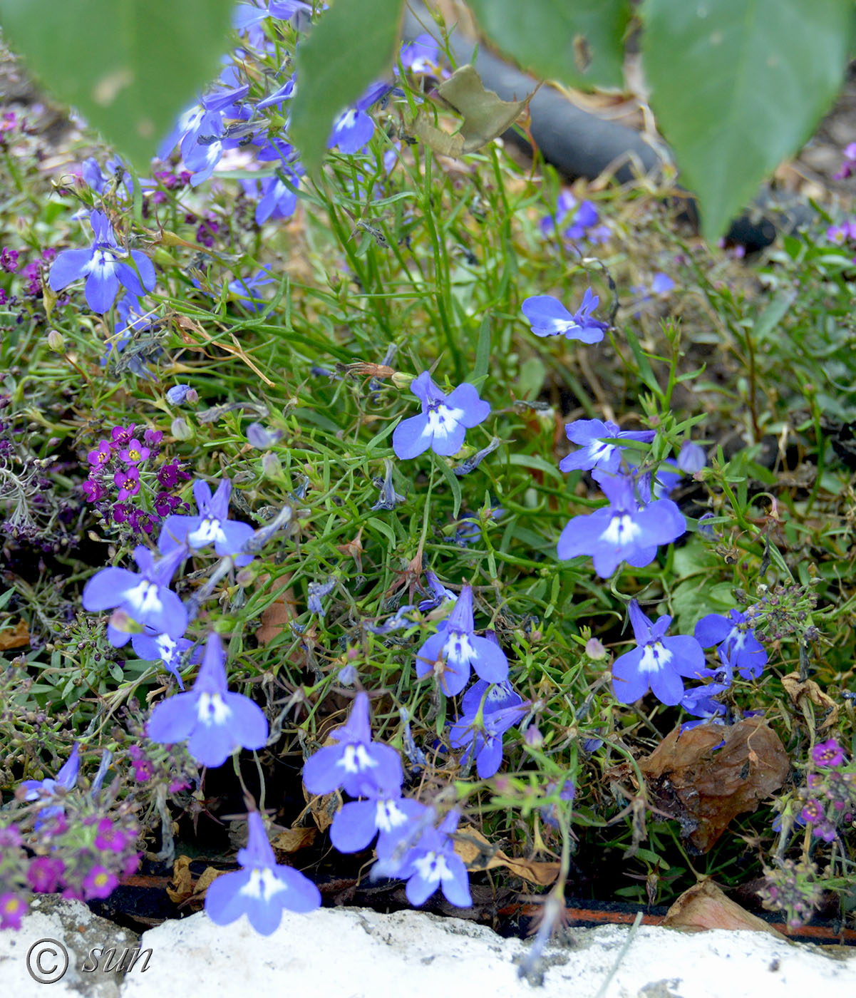 Image of Lobelia erinus specimen.