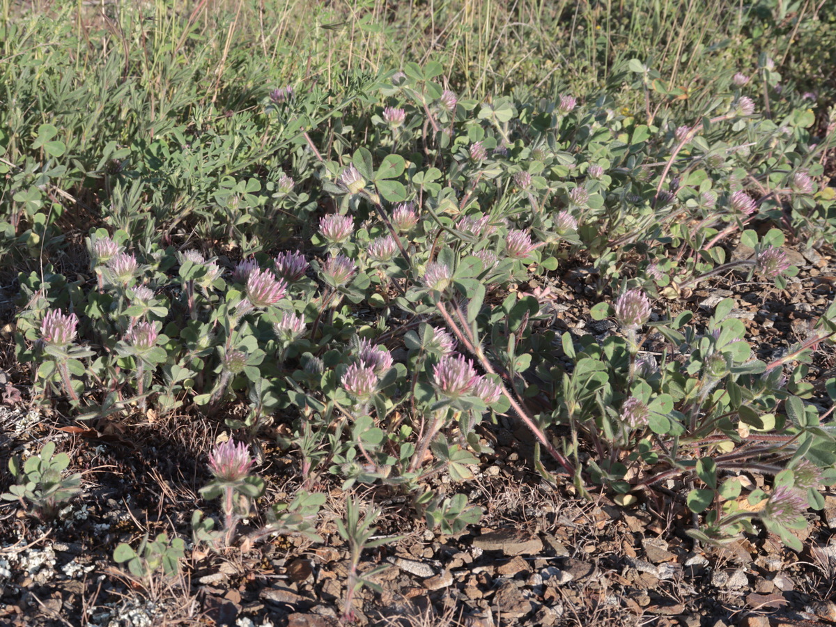 Изображение особи Trifolium hirtum.