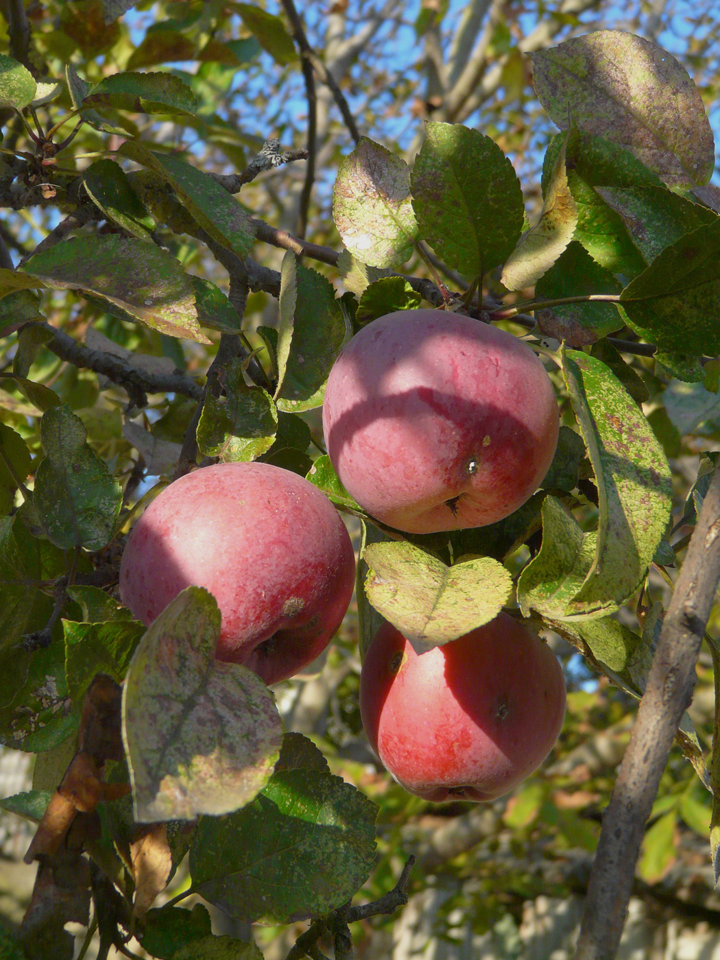 Изображение особи Malus domestica.