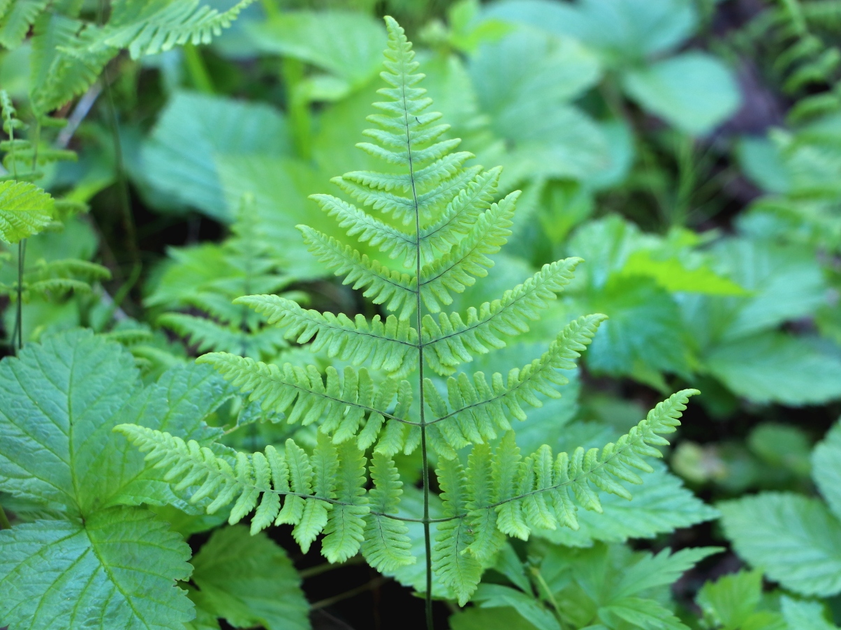 Изображение особи род Gymnocarpium.