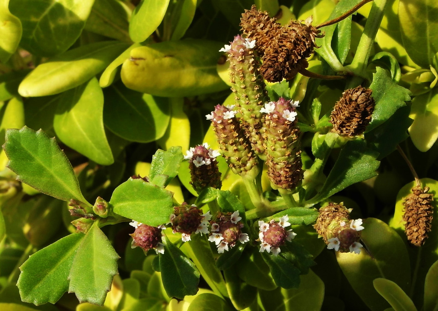 Image of Lippia nodiflora specimen.