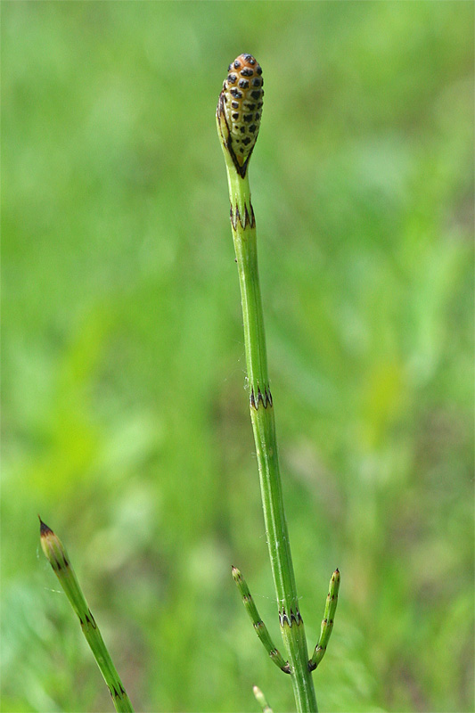 Image of Equisetum palustre specimen.