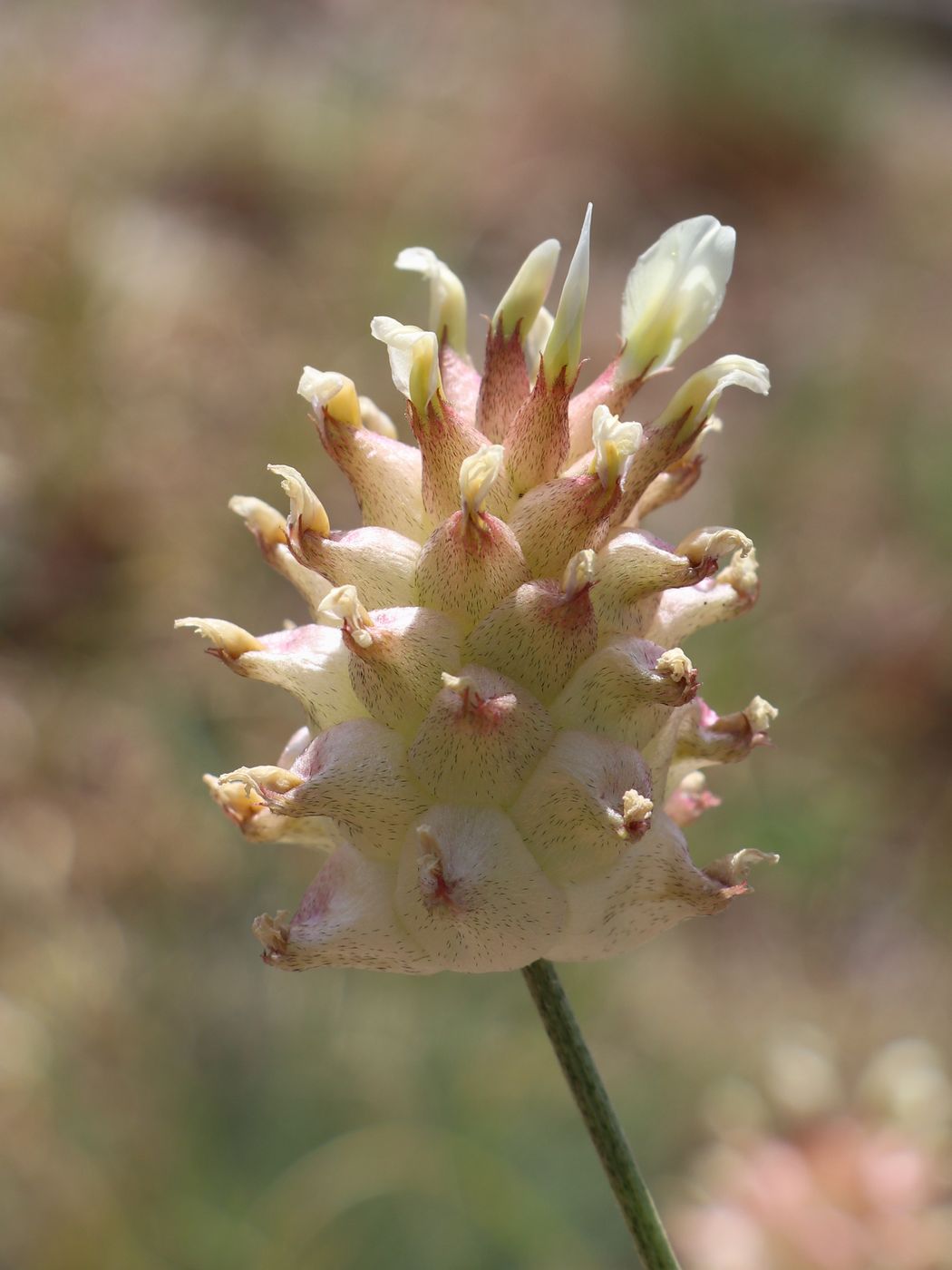 Изображение особи Astragalus nobilis.