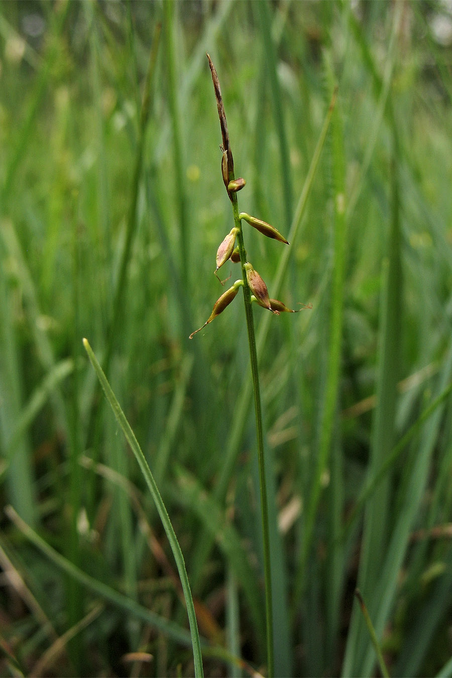 Изображение особи Carex pulicaris.